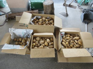 ６月２４日 木 じゃがいも 祭りｙ ｙ