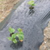 Thumbnail of post image 040